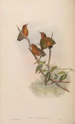 Sasia ochracea